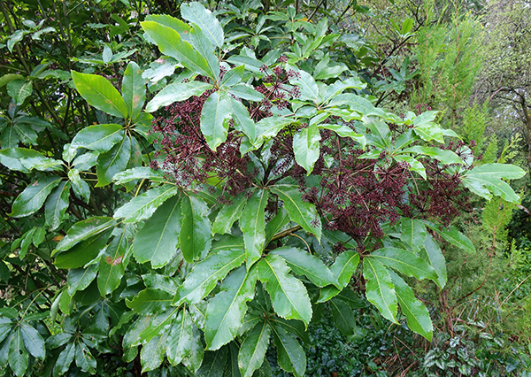  In the Hump Garden. 