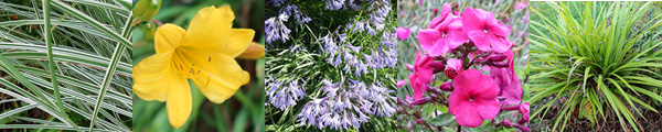  Miscanthus, Daylilies, Agapanthus, Phlox, Astelia 