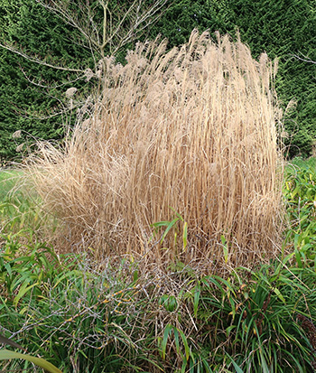  Miscanthus sinensis (I think). 