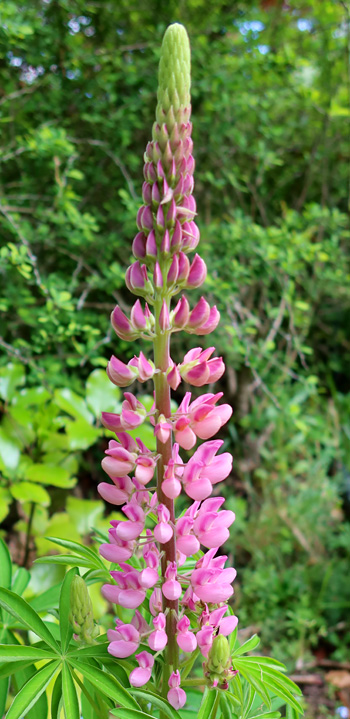  Pretty pink. 