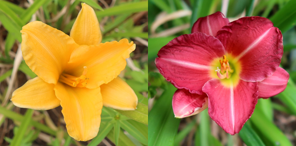  Yellow in the Stumpy Garden, Red in the Frisbee Border. 