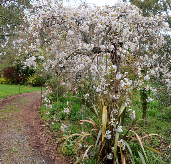  Variety unknown - the second weeping tree to flower. 