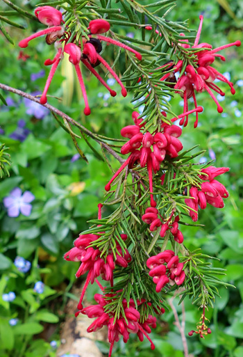  An Australian shrub. 