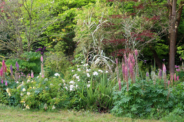  Filled with lupins and roses. 