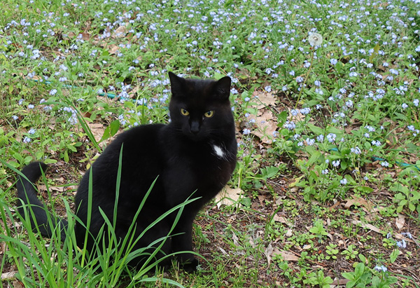  The forget-me-nots are covering the lawn. Oops! 