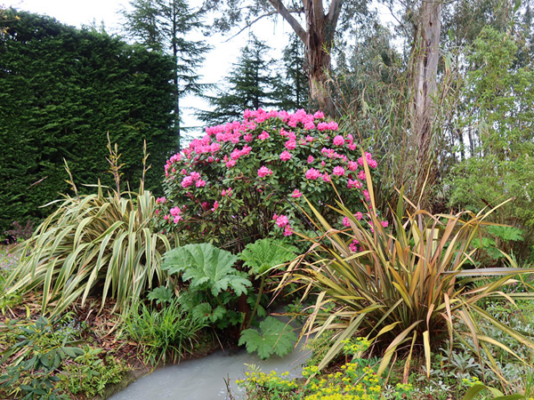  Phormiums, Gunnera, and Alice Rhododendron. 