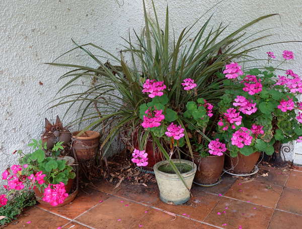  Love those pink flowers. 