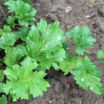  A pretty perennial with tiny white flowers. 