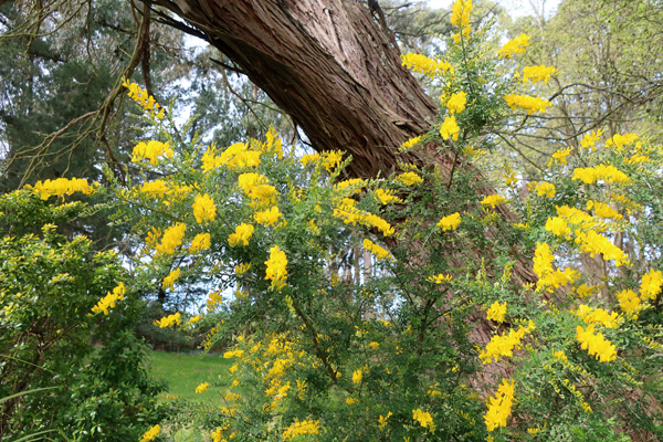  And a leaning gum tree. Wonder how long this one will last? 