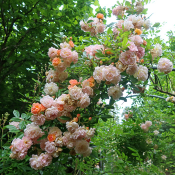  In the orchard. 