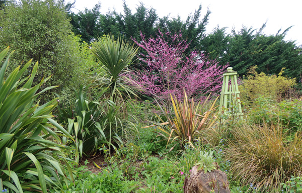  The pink blossom is a Cercis. 