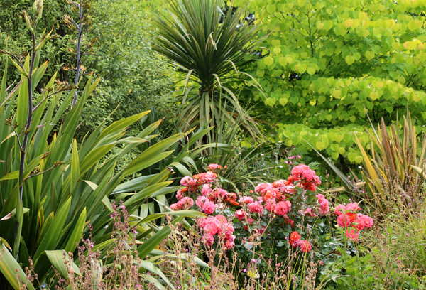  With Campion seed-heads in the foreground. They need to be pulled out! 