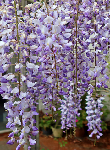  The topmost petals just starting to die and fall off. 