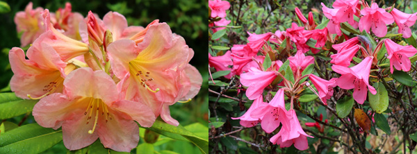  Flowering in the Island Bed, names unknown. 