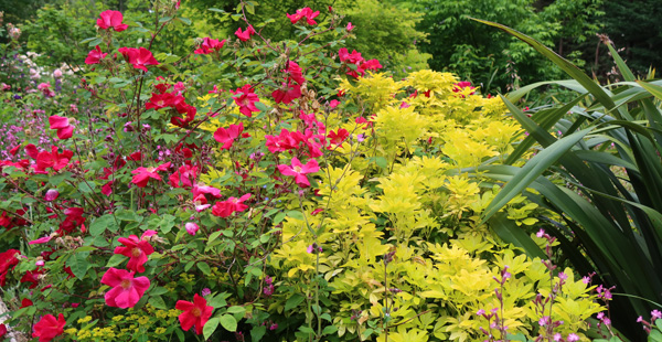  In the Hump Garden, very happy! 