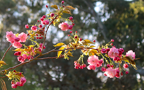  The flowering cherry tree in the Hump Garden. 