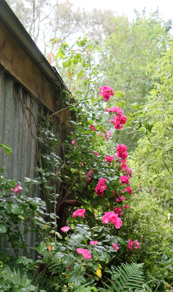  One of the ramblers which used to cover the woodshed. 