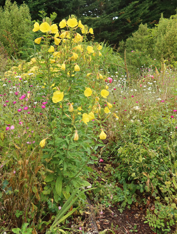  Oenethera - a weedy yellow flower. 