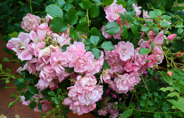  By the patio, flowering now. 