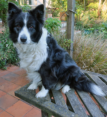  Sitting on the patio table. Get down, Pebs! 