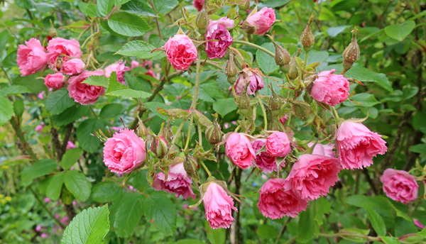  A rather thorny rugosa! 