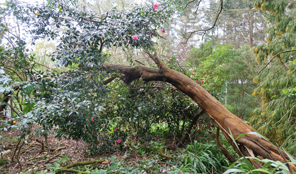  Wattle tree over the Red Camellia. 