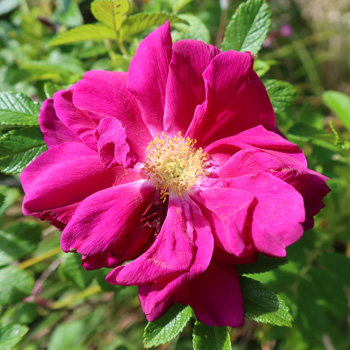  In the Hump garden. very fragrant. 