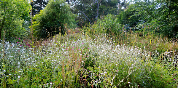  In the messy end of the Hump Garden. 