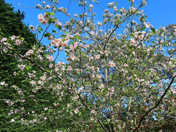  Malus Charlotte. 