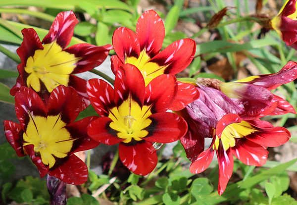  In the Stables Garden. 