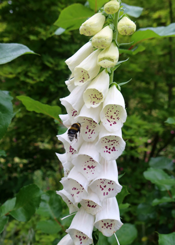  Visiting a white foxglove. 