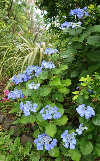  Growing near the glass-house. 