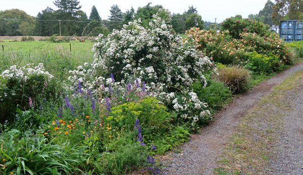  Love that Rambling Rector! Also a Crepuscule and some rugosas. 