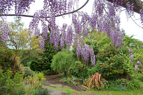  Lovely Wisteria. 