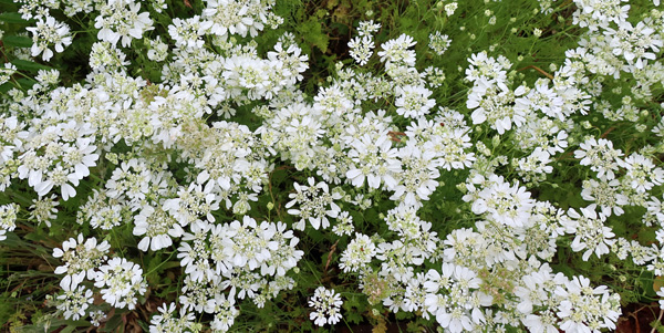  The prettiest flowering annual. 