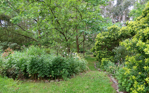  Oak trees and Escallonia shrubs. 