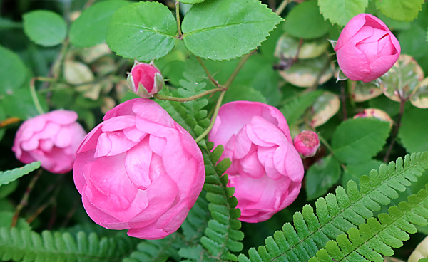  A very beautiful and unusual old rose. 