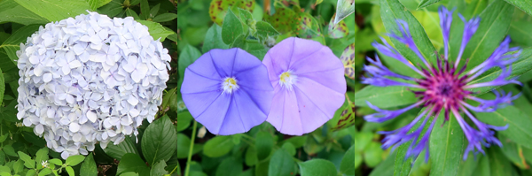  Hydrangea, Perennial Convolulus, Perennial Centaurea 