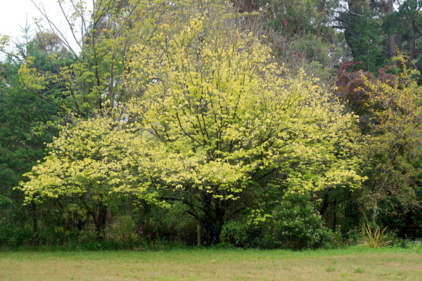  The Golden Elm starting to change colour. 