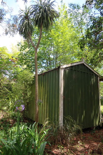  Pretty tall cordyline. 