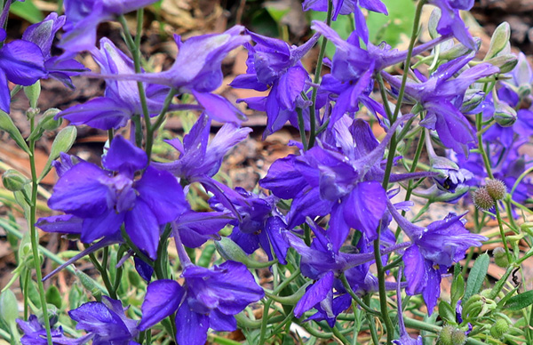  Flowering in late spring. 