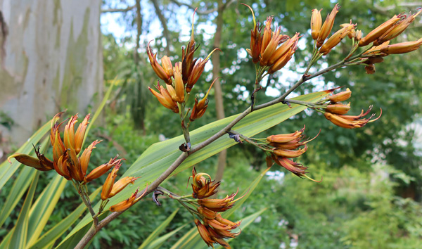  The bell-birds drink the nectar. 