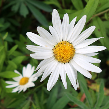  Very robust perennial daisies. 