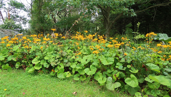  The bumble bees love their flowers. 