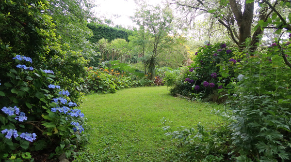  Lawn and hydrangeas loving all this rain. 