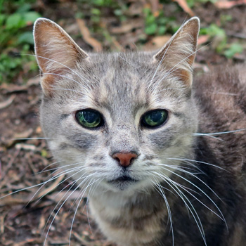  My pretty grey cottage cat. 