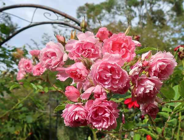  One of the prettiest rugosas, keeps on flowering. 