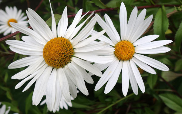  Mid-summer flowering. 