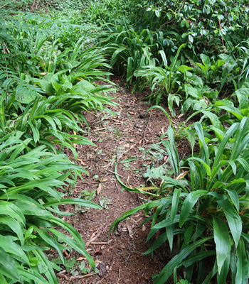  In the Wattle Woods. AKA Rock Lilies. 