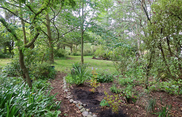  The new maples are on the left, 